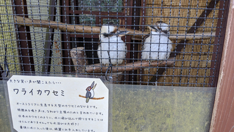 東松山こども動物自然公園 ワライカワセミ