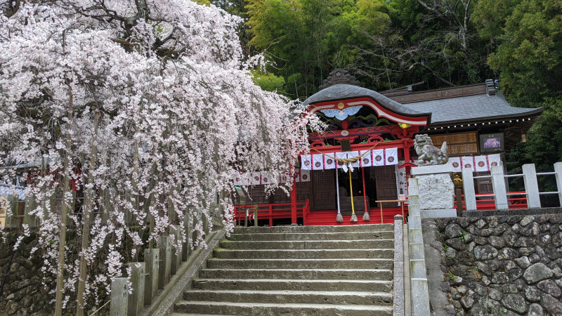 小川諏訪神社と枝垂れ桜